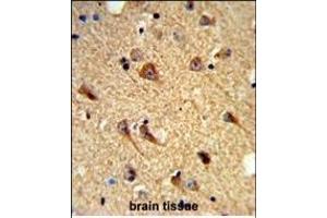Formalin-fixed and paraffin-embedded mouse brain tissue reacted with CNTN Antibody (Center), which was peroxidase-conjugated to the secondary antibody, followed by DAB staining. (CNTNAP2 antibody  (AA 1079-1106))