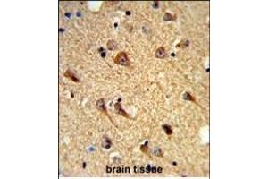 Formalin-fixed and paraffin-embedded mouse brain tissue reacted with CNTN Antibody (Center), which was peroxidase-conjugated to the secondary antibody, followed by DAB staining. (CNTNAP2 antibody  (AA 1079-1106))