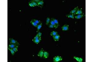 Immunofluorescent analysis of HepG2 cells using ABIN7145190 at dilution of 1:100 and Alexa Fluor 488-congugated AffiniPure Goat Anti-Rabbit IgG(H+L) (BPI antibody  (AA 149-362))
