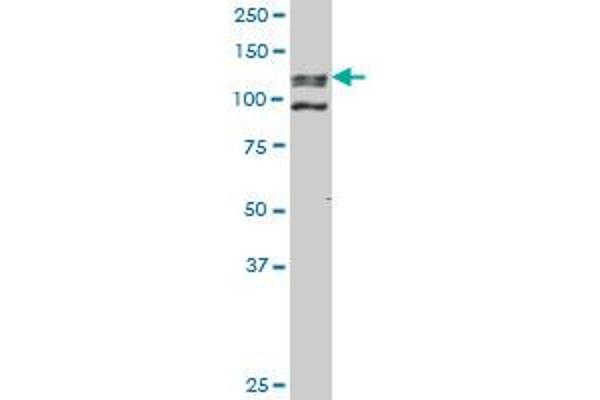 EHMT1 antibody  (AA 1-100)