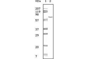 Western blot analysis using BSA mouse mAb antiobdy against BSA. (BSA antibody)