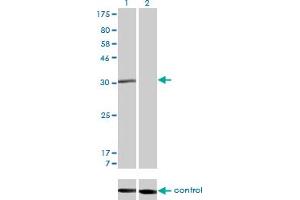 Western Blotting (WB) image for anti-Cell Cycle Checkpoint Protein RAD1 (RAD1) (AA 1-90) antibody (ABIN598565) (RAD1 antibody  (AA 1-90))