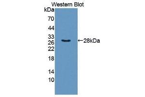 Western Blotting (WB) image for anti-Taxilin alpha (TXLNA) (AA 328-531) antibody (ABIN1872032)