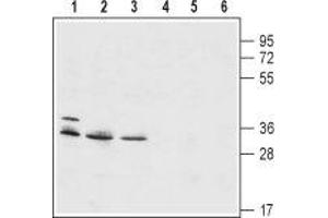 Western blot analysis of mouse WEHI B-cell lymphoma (lanes 1 and 4), human HL-60 promyelocytic leukemia (lanes 2 and 5) and human THP-1 acute monocytic leukemia (lanes 3 and 6) cell lysates: - 1-3.