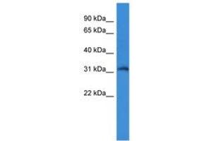 Image no. 1 for anti-Kv Channel Interacting Protein 4 (KCNIP4) (N-Term) antibody (ABIN6746088) (KCNIP4 antibody  (N-Term))