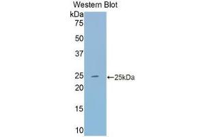 Western blot analysis of the recombinant protein. (Transferrin antibody  (AA 22-176))
