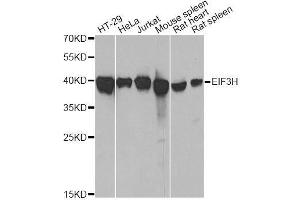 Western blot analysis of extracts of various cell lines, using EIF3H antibody. (EIF3H antibody  (AA 80-340))