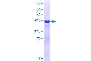 Image no. 1 for Neuropilin (NRP) and Tolloid (TLL)-Like 2 (NETO2) (AA 1-148) protein (GST tag) (ABIN1312395) (NETO2 Protein (AA 1-148) (GST tag))