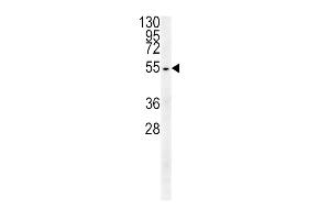 TUBB3 Antibody (N-term) (ABIN651938 and ABIN2840464) western blot analysis in HepG2 cell line lysates (15 μg/lane). (TUBB3 antibody  (AA 36-63))