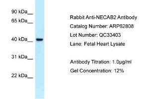Western Blotting (WB) image for anti-N-terminal EF-Hand Calcium Binding Protein 2 (NECAB2) (C-Term) antibody (ABIN2789252) (NECAB2 antibody  (C-Term))