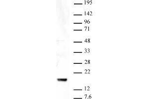 Histone H3K9me3 antibody (pAb) tested by Western blot. (Histone 3 antibody  (3meLys9))