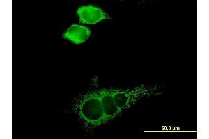 Immunofluorescence (IF) image for anti-Solute Carrier Family 16, Member 1 (Monocarboxylic Acid Transporter 1) (SLC16A1) (AA 1-500) antibody (ABIN520260)