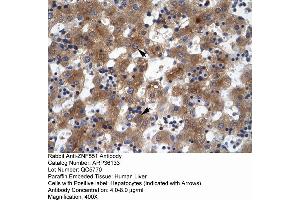 Human Liver (ZNF551 antibody  (N-Term))