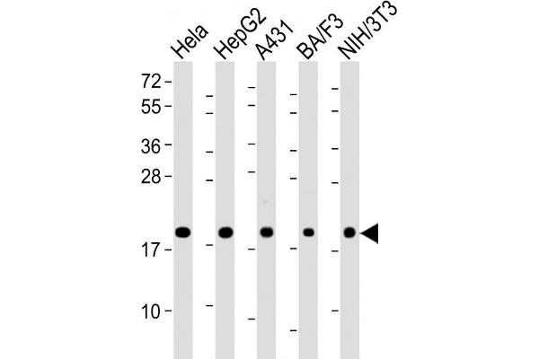 PPIB antibody  (AA 161-195)