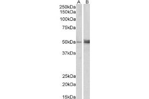 ABIN2562656 (1µg/ml) staining of Human (A) and Mouse (B) Ovary lysate (35µg protein in RIPA buffer).