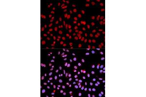 Immunofluorescence analysis of U2OS cell using POLR2J antibody. (POLR2J antibody  (AA 1-117))