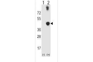 Western blot analysis of ADH5 using rabbit polyclonal ADH5 Antibody using 293 cell lysates (2 ug/lane) either nontransfected (Lane 1) or transiently transfected (Lane 2) with the ADH5 gene. (ADH5 antibody  (AA 212-239))