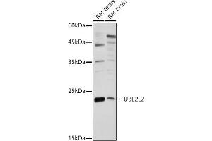Western blot analysis of extracts of various cell lines, using UBE2E2 antibody (ABIN7271177) at 1:1000 dilution. (UBE2E2 antibody  (AA 1-201))