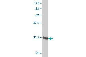 Western Blot detection against Immunogen (34. (ZNF85 antibody  (AA 2-76))