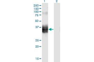Western Blot analysis of FST expression in transfected 293T cell line by FST monoclonal antibody (M10), clone 4B11. (Follistatin antibody  (AA 1-344))