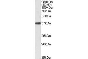 ABIN185372 (1µg/ml) staining of Mouse Spleen lysate (35µg protein in RIPA buffer). (NPM1 antibody  (C-Term))