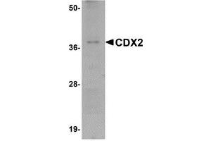 Western blot analysis of CDX2 in mouse brain tissue lysate with AP30223PU-N CDX2 antibody at 1 μg/ml. (CDX2 antibody  (C-Term))
