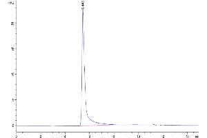 The purity of Human IFN-gamma is greater than 95 % as determined by SEC-HPLC. (Interferon gamma Protein (IFNG) (His-Avi Tag))