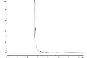 The purity of Human IFN-gamma is greater than 95 % as determined by SEC-HPLC. (Interferon gamma Protein (IFNG) (His-Avi Tag))