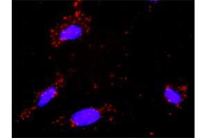 Proximity Ligation Analysis of protein-protein interactions between TGFB1 and DAXX. (DAXX antibody  (AA 561-660))