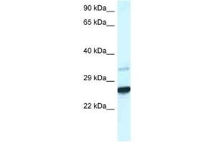 Western Blot showing Cdx1 antibody used at a concentration of 1. (CDX1 antibody  (C-Term))