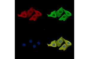 ABIN7095941 and ABIN7100003 staining Hela cells by IF/ICC.