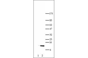 Histone H4 acetyl Lys5 antibody tested by Western blot. (Histone H4 antibody  (acLys5))