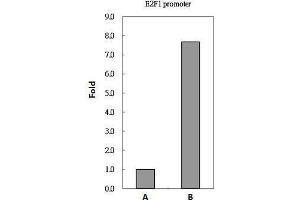 ChIP Image PAX8 antibody immunoprecipitates PAX8 protein-DNA in ChIP experiments. (PAX8 antibody)