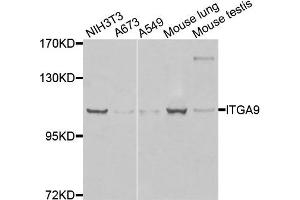 Western blot analysis of extracts of various cells, using ITGA9 antibody. (ITGA9 antibody)