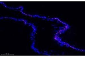 Immunofluorescent analysis of paraformaldehyde-fixed rat prostate gland using APRIL (ABIN7072887) at dilution of 1: 600 (ANP32B antibody)