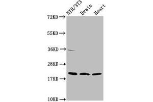 Western Blot Positive WB detected in: NIH/3T3 whole cell lysate, Rat brain tissue, Mouse heart tissue All lanes: NDUFB8 antibody at 2 μg/mL Secondary Goat polyclonal to rabbit IgG at 1/50000 dilution Predicted band size: 22, 21, 19 kDa Observed band size: 22 kDa (NDUFB8 antibody  (AA 29-132))