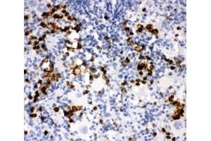 IHC-P: MPO antibody testing of rat spleen tissue (Myeloperoxidase antibody  (AA 406-745))