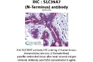 Image no. 1 for anti-Solute Carrier Family 39 (Zinc Transporter), Member 7 (SLC39A7) (N-Term) antibody (ABIN1739379) (SLC39A7 antibody  (N-Term))