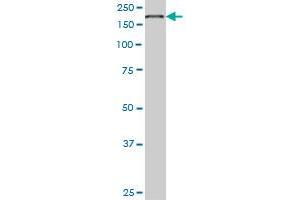 EIF4G1 antibody  (AA 1500-1599)