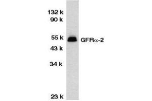 Western blot analysis of GFR alpha 2 in HeLa total cell lysate with AP30362PU-N GFR alpha 2 antibody at 1/1000 dilution. (GFRA2 antibody  (Middle Region))