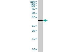 AQP8 monoclonal antibody (M01), clone 1A1 Western Blot analysis of AQP8 expression in Hela S3 NE . (Aquaporin 8 antibody  (AA 1-255))