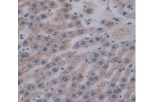 Figure. (Cathepsin D antibody  (AA 54-163))