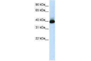 WB Suggested Anti-GSH2 Antibody Titration:  1. (GSX2 antibody  (C-Term))