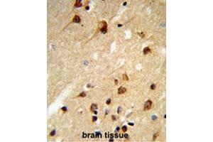 Formalin-fixed and paraffin-embedded human brain tissue reacted with CENPK Antibody (C-term), which was peroxidase-conjugated to the secondary antibody, followed by DAB staining. (CENPK antibody  (C-Term))