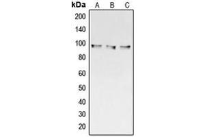 Western blot analysis of Collagen 3 alpha 1 expression in HeLa (A), Raw264. (COL3A1 antibody  (C-Term))