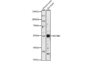 Western blot analysis of extracts of various cell lines, using EFC antibody (ABIN7266902) at 1:1000 dilution. (EFCAB3 antibody  (AA 249-438))