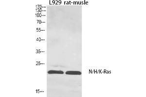 Western Blot analysis of L929 (1), Rat-musle (2), diluted at 1:1000. (N/H/K-Ras (AA 10-90) antibody)