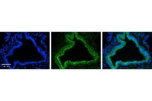 Immunohistochemistry (IHC) image for anti-Ras Homolog Family Member D (RHOD) (N-Term) antibody (ABIN2775403) (RHOD antibody  (N-Term))