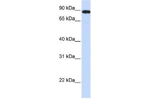 Western Blotting (WB) image for anti-Family with Sequence Similarity 47, Member A (FAM47A) antibody (ABIN2459685) (FAM47A antibody)