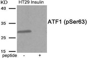Western blot analysis of extracts from HT29 cells treated with Insulin using Phospho-ATF1 (Ser63) antibody. (AFT1 antibody  (pSer63))
